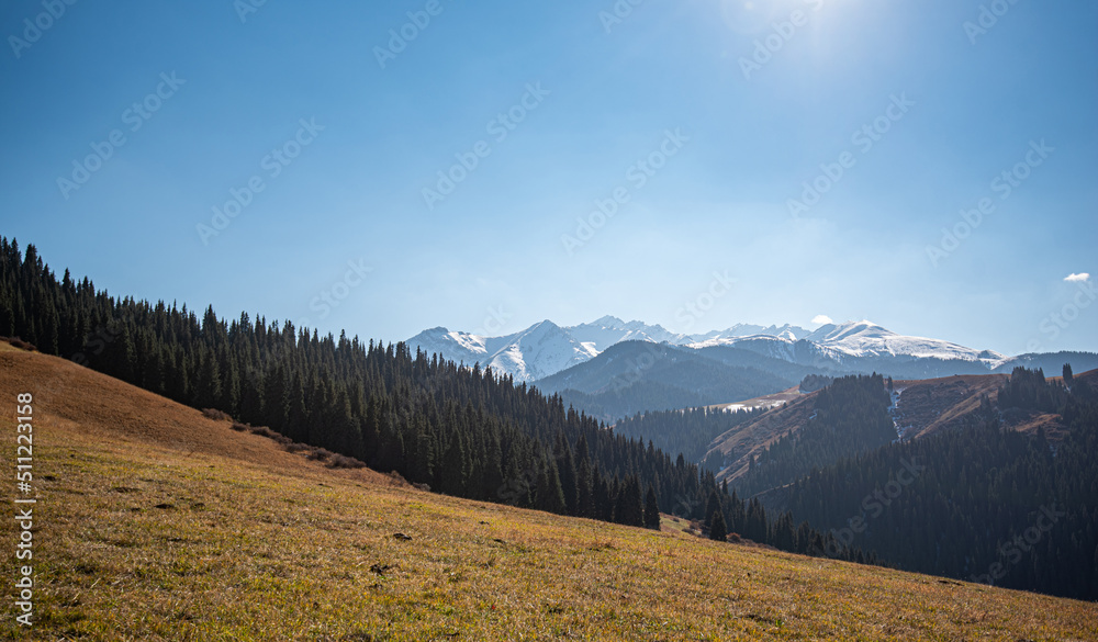 Autumn landscape with bright yellow grass and green fir trees on the slope of the mountains. Mountain peaks covered with snow in the distance. Wonderful scenic background. Color in nature.