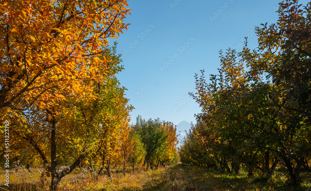 Naklejka premium Autumn landscape, autumn nature background, vibrant colors, sunshine on autumnal trees, day outdoors, beautiful fall trees season concept with copy space. Orchard after harvest, autumn time.