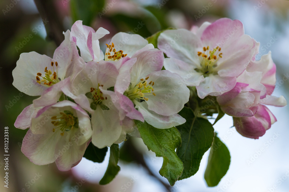 Blooming apple tree in spring