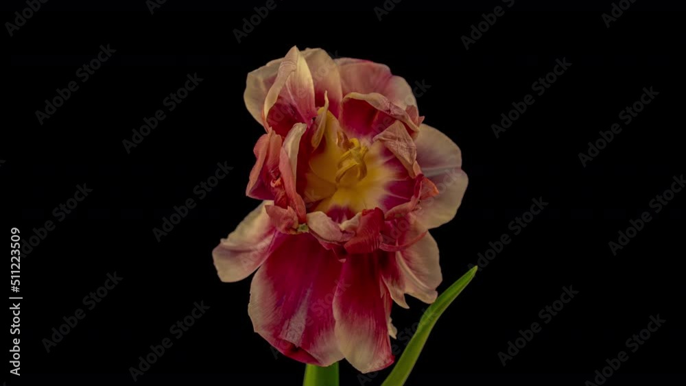 Top View Growing red Bud Tulip Flower. Amazing Beautiful Blooming Plant in Timelapse. Lovely Romantic and Natural Backdrop Wedding Decoration Flower in Growing Process Closeup 4k, Valentine's Day love Top View Growing red Bud Tulip Flower. Amazing Beautiful Blooming Plant in Timelapse. Lovely Romantic and Natural Backdrop Wedding Decoration Flower in Growing Process Closeup 4k, Valentine's Day love