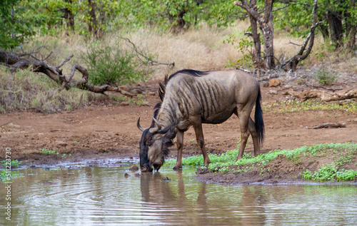 Blue wildebeest isolated at a waterhole in the bush