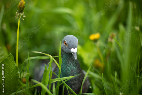 Pigeon in green grass. Purebred pigeon. City bird.