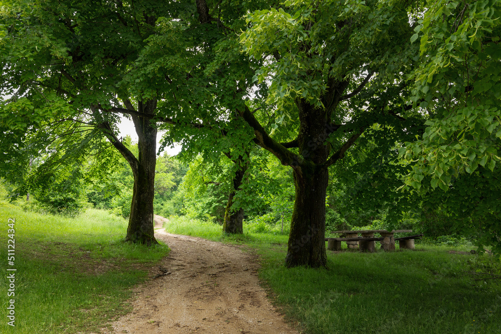 Rural road and linden trees. Early summer.