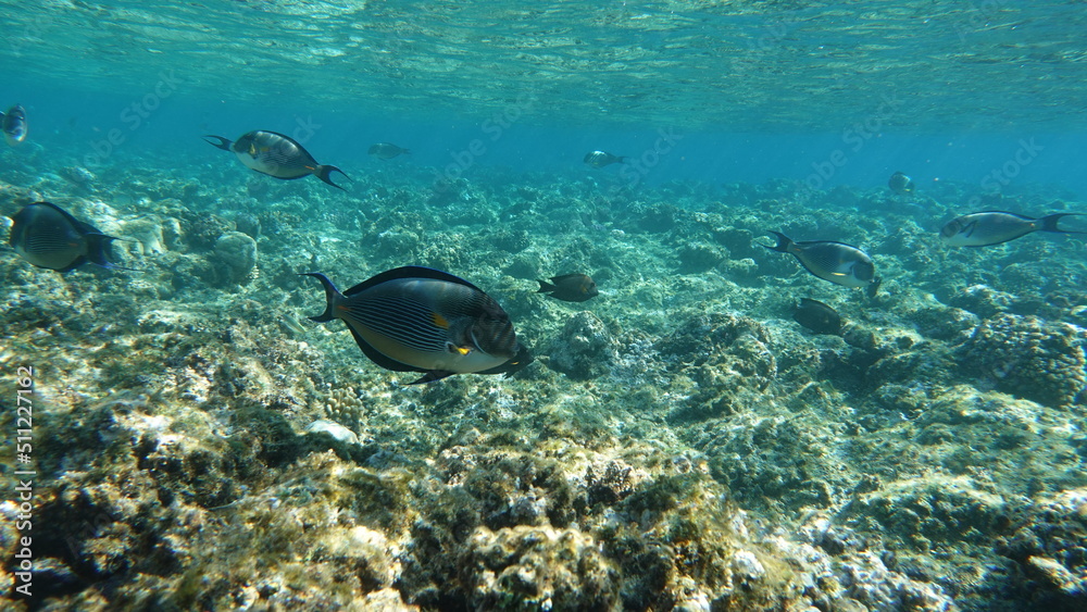 Fototapeta premium Sohal surgeonfish. Fish - a type of bone fish Osteichthyes. Fish-surgeons. Arabian surgeon.