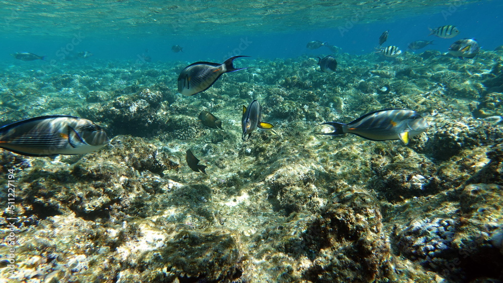 Fototapeta premium Colorful tropical fish on a coral reef, amazingly beautiful fairy world. In the coral gardens of the Red Sea.
