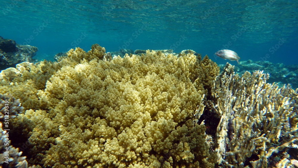 Beautiful coral reefs of the Red Sea. Beautiful coral reefs of the Red Sea.