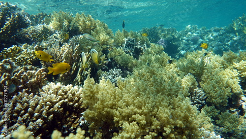 Fototapeta Naklejka Na Ścianę i Meble -  Beautiful coral reefs of the Red Sea.