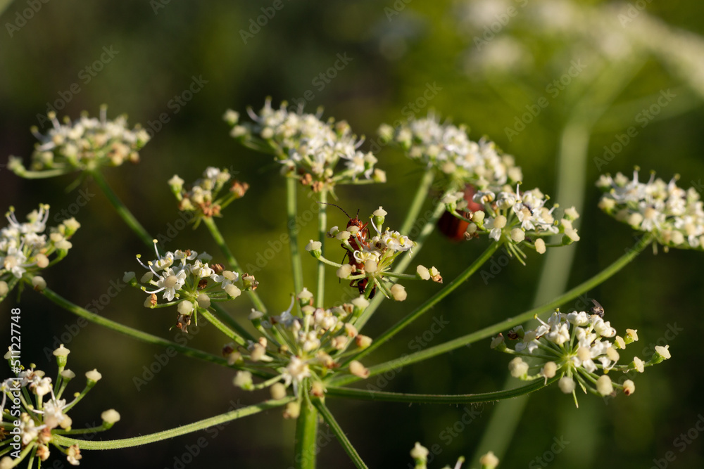 Small insects perched on a flowering meadow