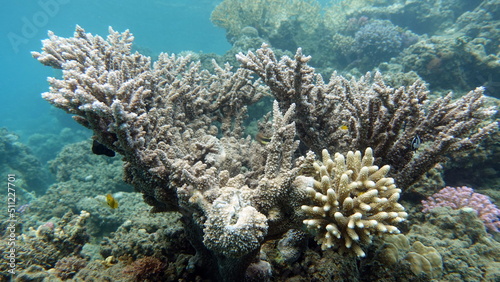 Fototapeta Naklejka Na Ścianę i Meble -  Beautiful coral reefs of the Red Sea.