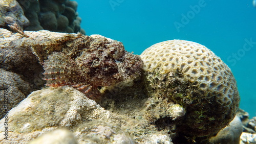 Scorpionfish, Fish - type bone fish Osteichthyes, Scorpaenidae, Flathead scorpenopsis.

 photo