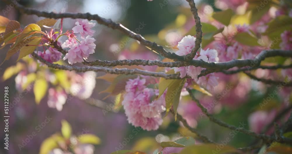 Fresh Sakura Flowers In Shallow Depth Of Field. Selective Focus Shot Fresh Sakura Flowers In Shallow Depth Of Field. Selective Focus Shot