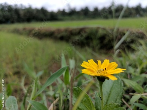 A flower in the paddy field