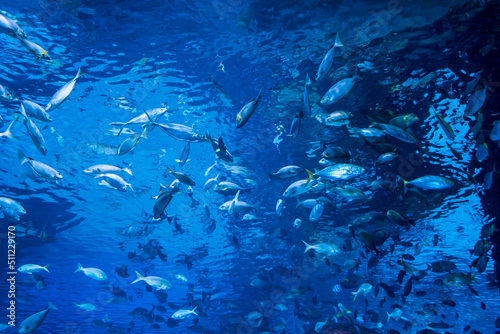 Large fish and aquatic life in an aquarium © bubbers