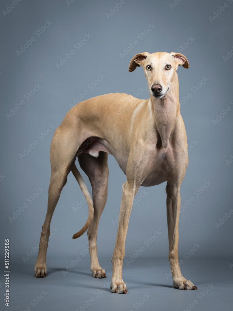 Obraz premium Beige spanish greyhound standing in photo studio