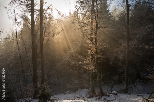 Autumn leaves in the winter forest