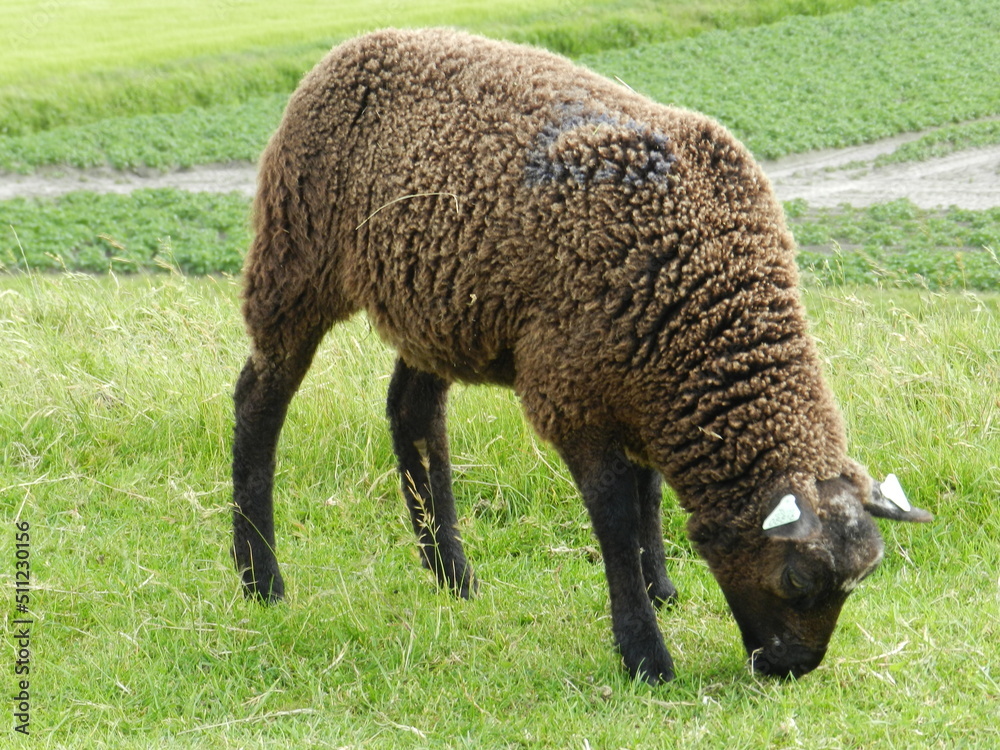 Fotografie von einem Schaf beim Grasen Fotografie von einem Schaf beim Grasen