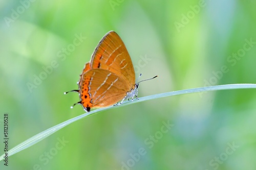 初夏の身近な公園や雑木林で見られるオレンジ色の美しいチョウ、アカシジミ