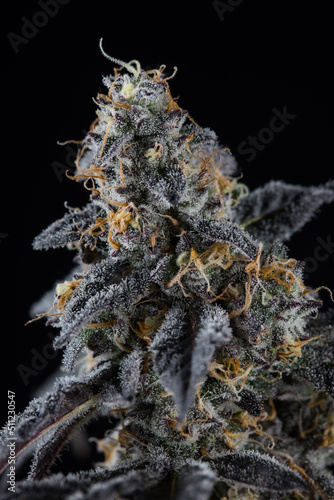 Cannabis fresh buds and flowers from a marijuana plant with a black background 