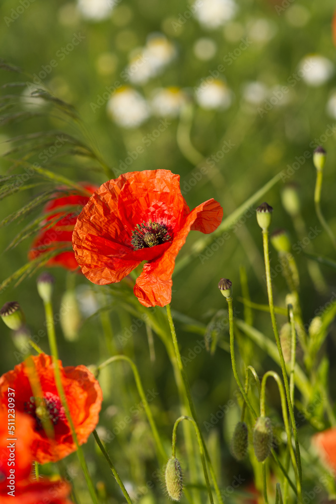 Fototapeta premium Close up on red poppy flowers on the field.