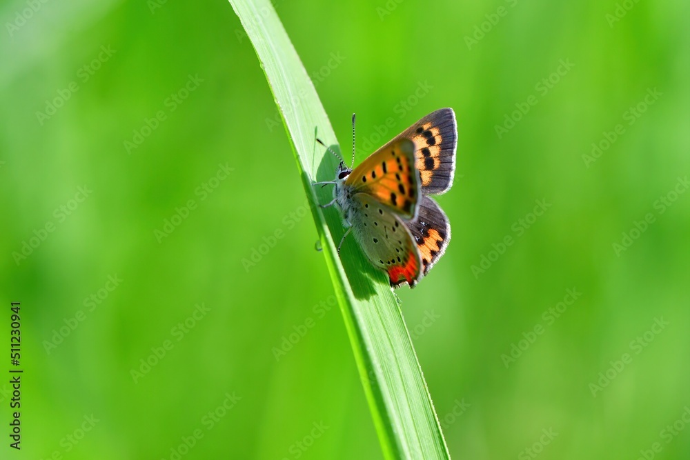 Obraz premium 庭先や公園など身近な緑地で見られる小さなオレンジ色のかわいいチョウ、ベニシジミ