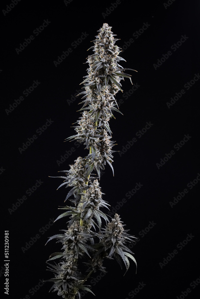 Cannabis fresh buds and flowers from a marijuana plant with a black background 