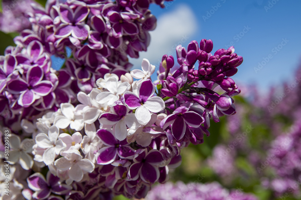 Close-Up of big lilac branch blooms on blurred background Close-Up of big lilac branch blooms on blurred background