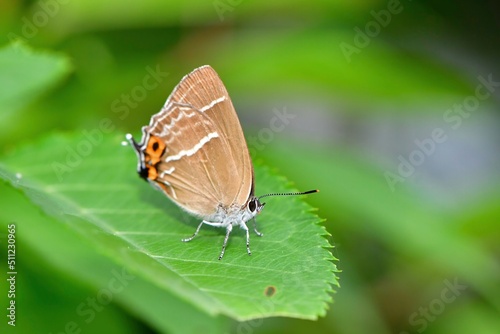 雑木林や公園などで見られるエメラルドグリーンの美しい羽を持つチョウ、ミドリシジミ