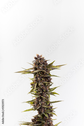 Cannabis fresh buds and flowers from a marijuana plant with a light background