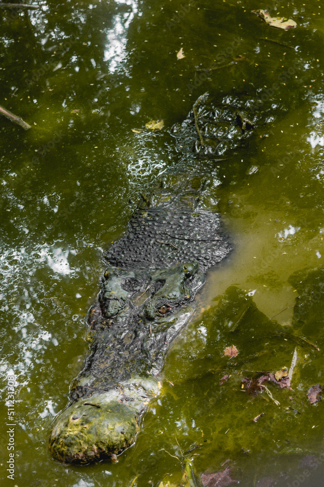 A saltwater crocodile (Crocodylus porosus) observe from the water A saltwater crocodile (Crocodylus porosus) observe from the water