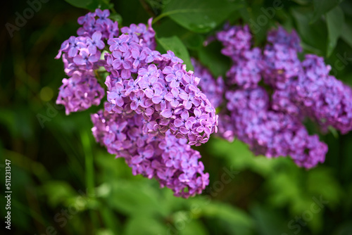 Blooming purple lilac branche  Syringa vulgaris Andenken an Ludwig Spath  on green background in the garden