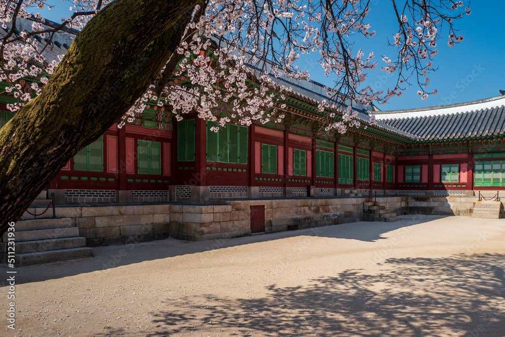 The back of Jagyeongjeon in Gyeongbokgung Palace with Cherry blossoms, Seoul, South Korea.