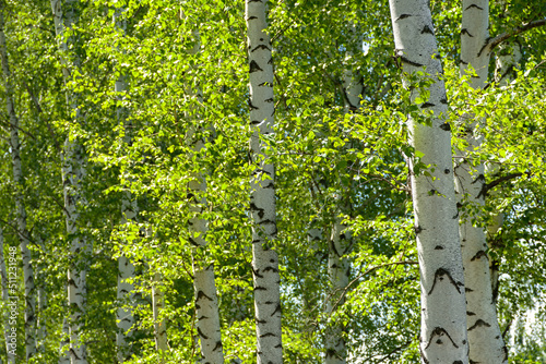 Green birches close-up. Summer sunny natural background. Slender white birches in the bright rays of the sun. The concept of the beauty of nature greatness tenderness. The texture of trees and leaves