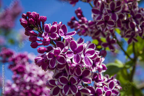 Close-Up of big purple, pink, blue, white lilac branch blooms on blurred background. Summer time bouquet of tender tiny flowers. Soft selective focus on delicate natural flowers on spring green bush