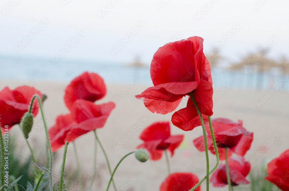 Obraz premium Red poppy in the field crimson flower.