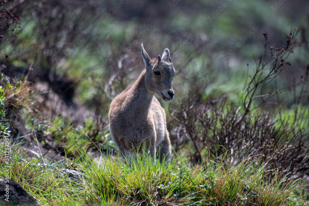 Kid of Nilgiri tahr (Nilgiritragus hylocrius)  ungulate endemic to the Nilgiri Hills observed grazing on the slopes in Eravikulum National Park near Munnar in Kerala, India