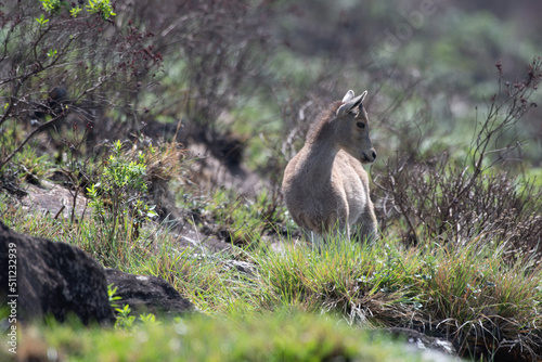 Kid of Nilgiri tahr (Nilgiritragus hylocrius)  ungulate endemic to the Nilgiri Hills observed grazing on the slopes in Eravikulum National Park near Munnar in Kerala, India