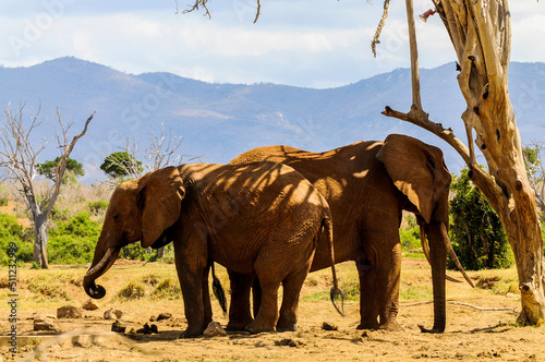Canvas Print elephants in the wild