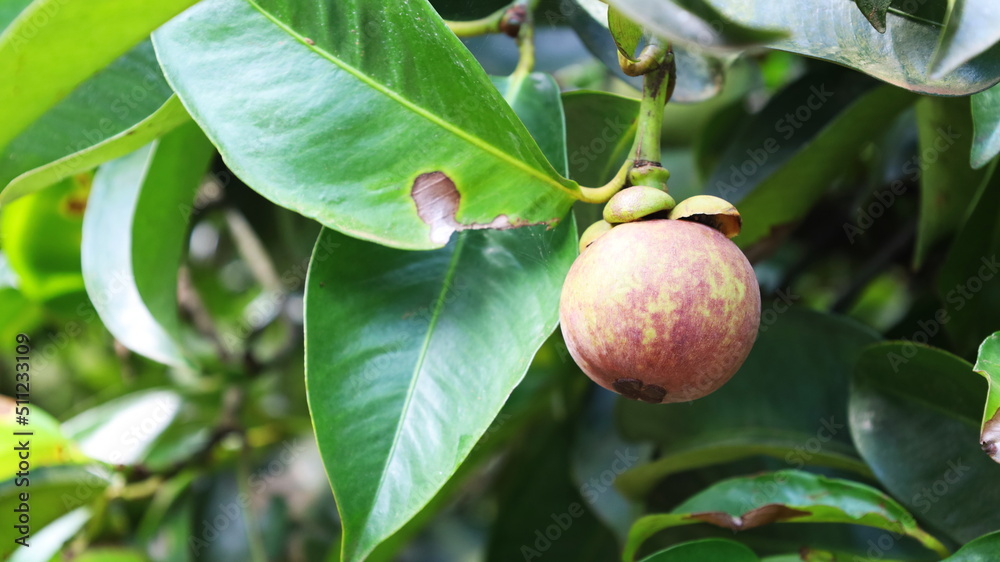 Raw mangosteen fruit on the tree. Close-up of dark red mangosteen fruit hanging on a tree in organic garden with green Thailand background with copy space. Selective focus Raw mangosteen fruit on the tree. Close-up of dark red mangosteen fruit hanging on a tree in organic garden with green Thailand background with copy space. Selective focus
