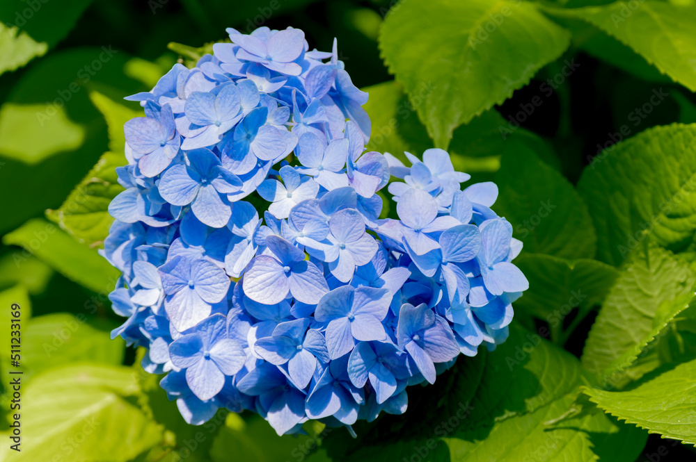 The Beauty of Hydrangea - Heart Shaped Flowers The Beauty of Hydrangea - Heart Shaped Flowers