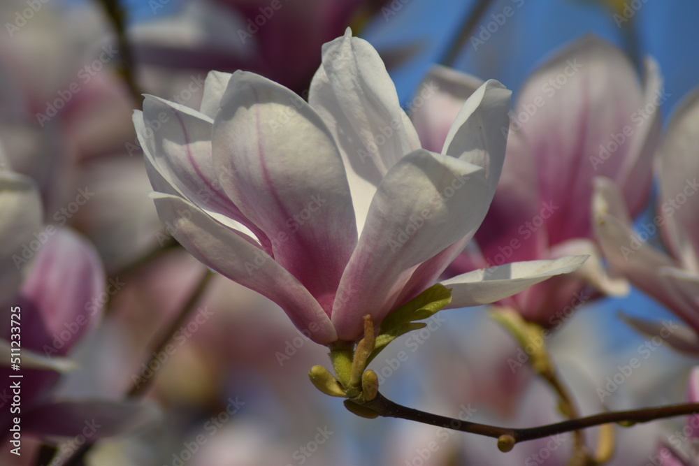 Magnolienblüten (Magnolia) Magnolienblüten (Magnolia)
