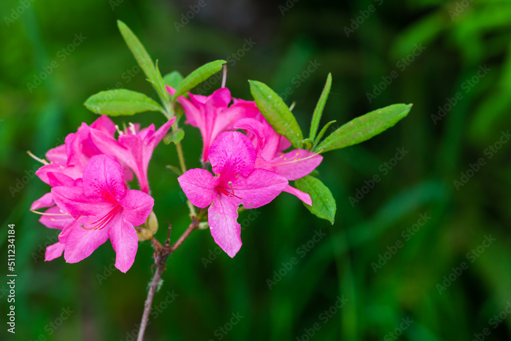 Pink flowers of Rhododendron indicum, close up