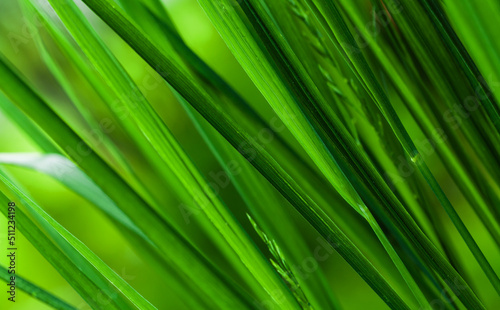 Green grass  abstract natural background  close up