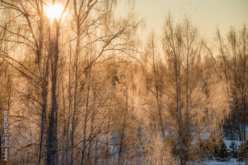 The sun illuminates the branches of trees covered with hoarfrost on a frosty winter day