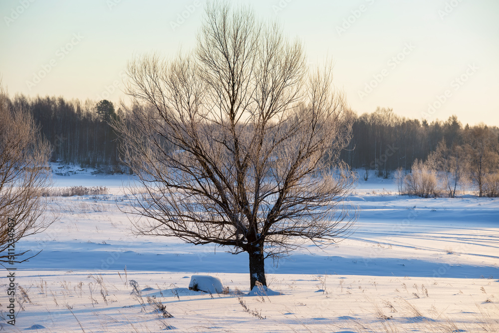 Rowing boat hibernates under a tree on a frosty winter sunny day