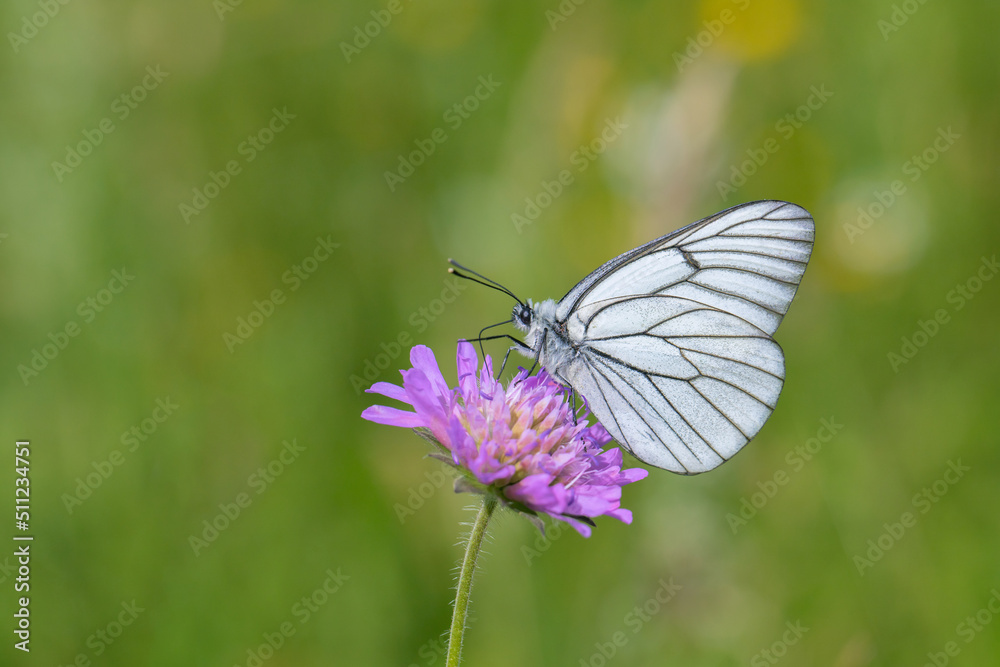 Obraz premium Black-veined white butterfly (Aporia crataegi) visits a field scabious.