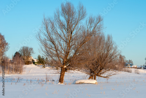 Wallpaper Mural Rowing boat hibernates under a tree on a frosty winter sunny day Torontodigital.ca