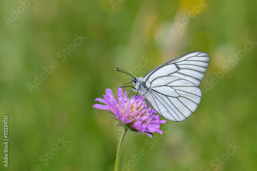 Black-veined white butterfly (Aporia crataegi) visits a field scabious. © Amalia Gruber