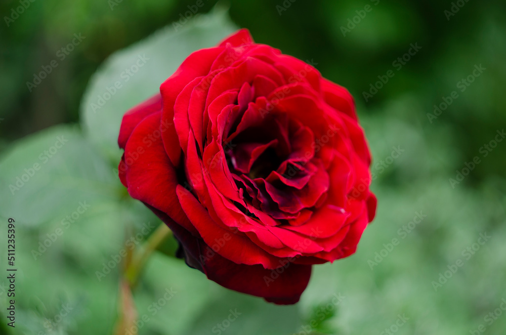 Beautiful red rose in a garden Beautiful red rose in a garden