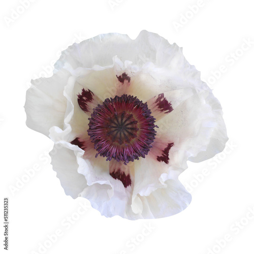 Macro photo white poppy ranunculus on white isolated background.