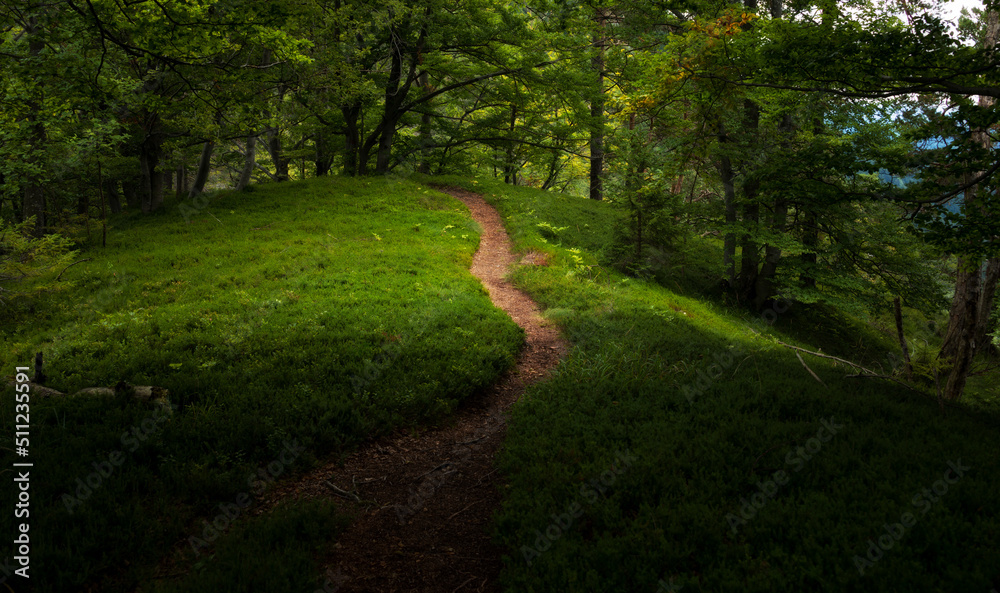 Obraz premium Beautiful views in the forest